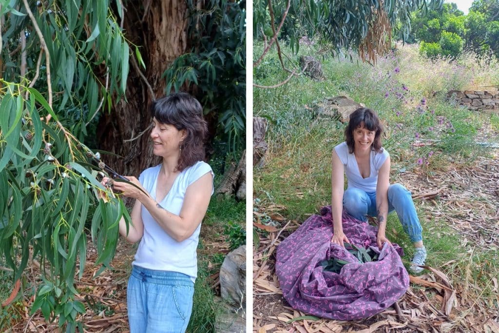 cueillette de feuille d"'eucalypus au Domain du Rayol, pour la fabrication de savon