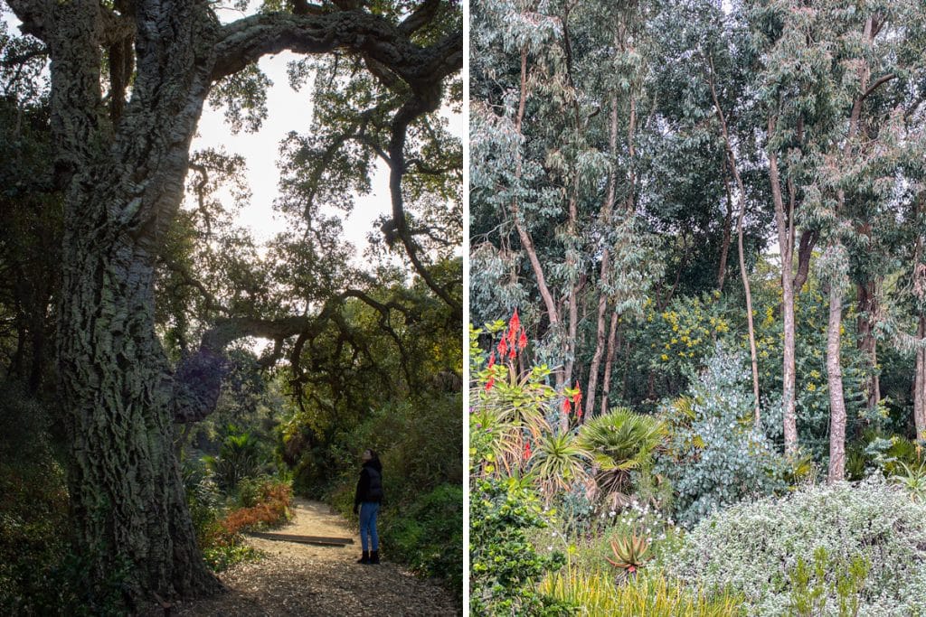 ballade dans le jardin du Domaine du Rayol : un chêne et des eucalyptus