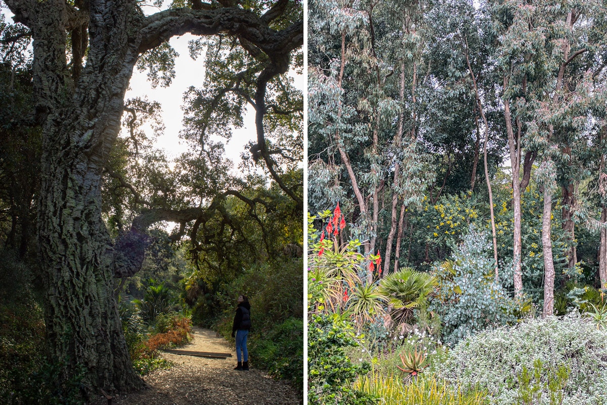 ballade dans le jardin du Domaine du Rayol : un chêne et des eucalyptus